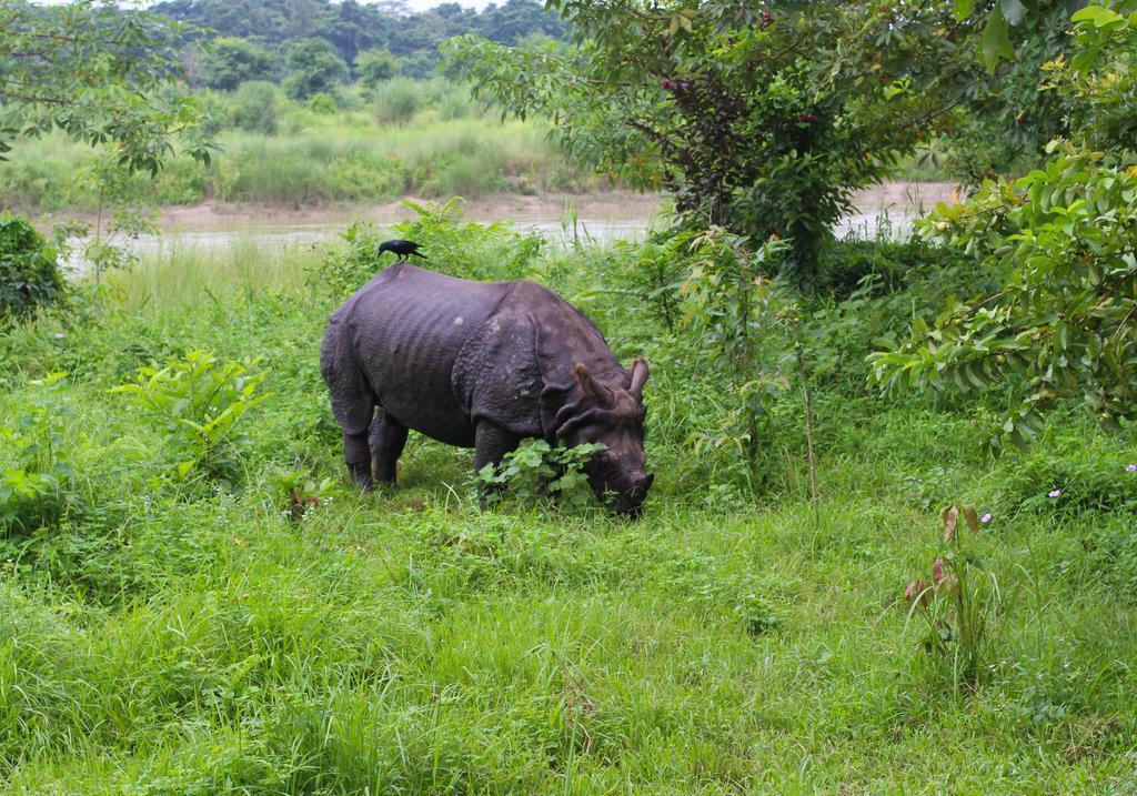 River View Jungle Camp Sauraha Εξωτερικό φωτογραφία