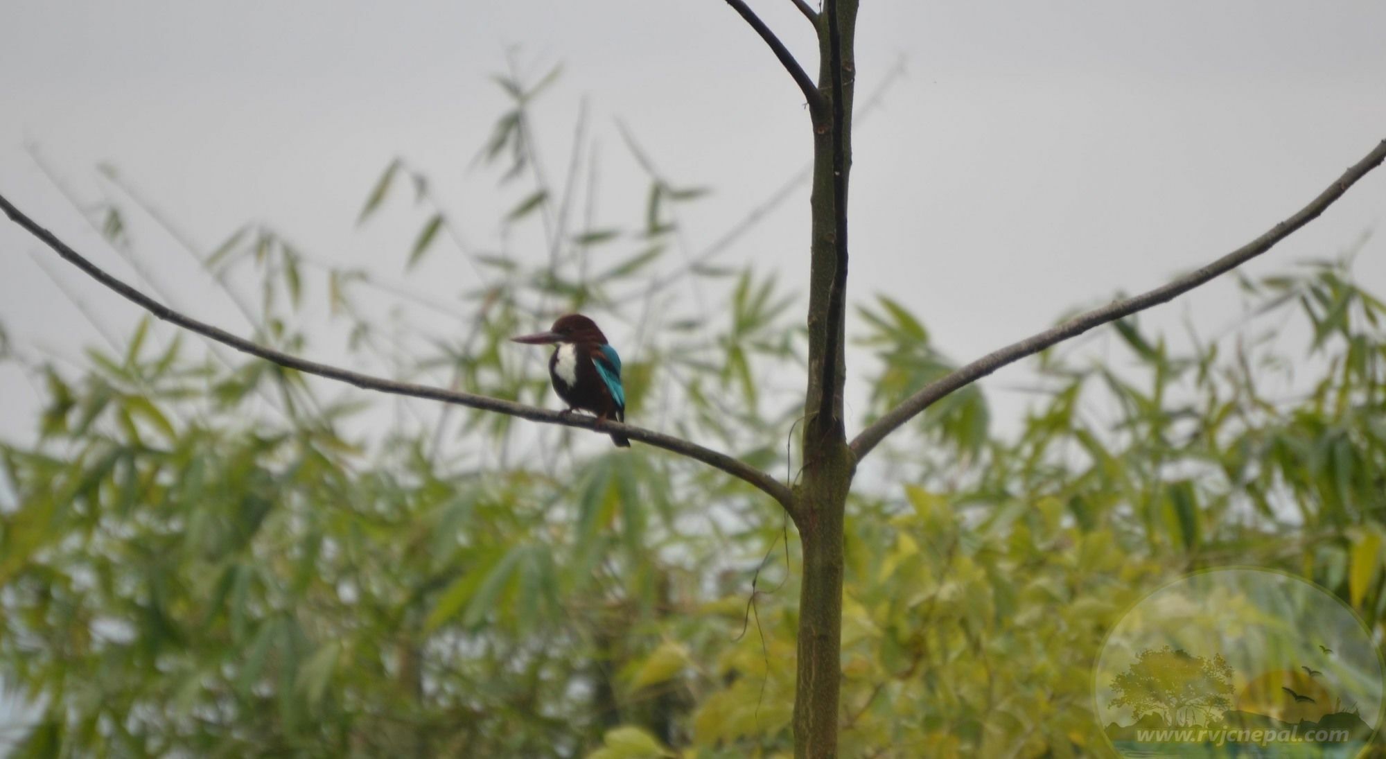 River View Jungle Camp Sauraha Εξωτερικό φωτογραφία